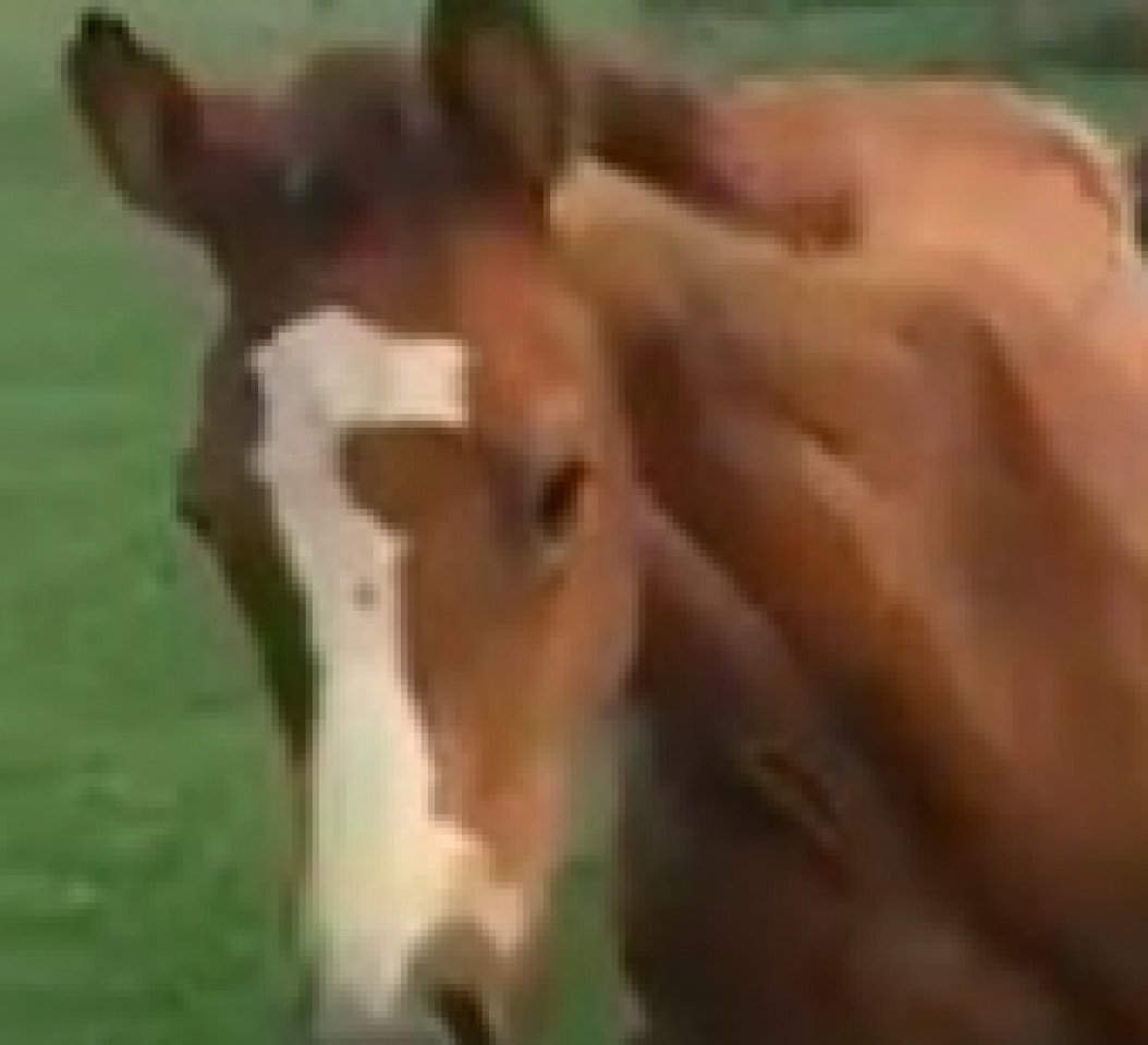 jumper Lambada (Oldenburg show jumper, 2017, from Lordanos)