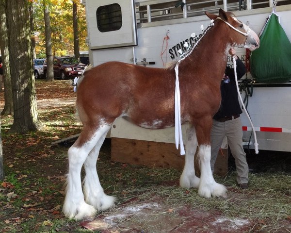 broodmare Stone Croft Taylor (Clydesdale, 2012, from Westgate Ring Leader)