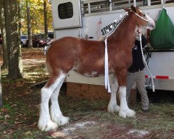 Zuchtstute Stone Croft Taylor (Clydesdale, 2012, von Westgate Ring Leader)