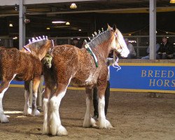 Zuchtstute Stone Croft Ramblin' Rose (Clydesdale, 2008, von Westgate Ring Leader)