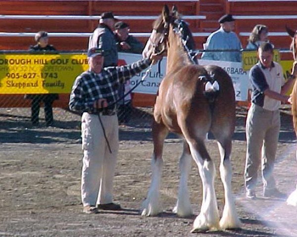 horse Stone Croft Morning Glory (Clydesdale, 2000, from Maple Stone Stuart Maxton)