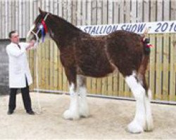 Pferd Stone Croft Mhorita Jewel (Clydesdale, 2008, von Westgate Ring Leader)