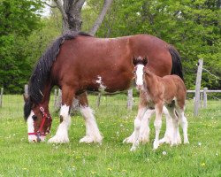 horse Stone Croft Lad (Clydesdale, 2010, from Westgate Ring Leader)