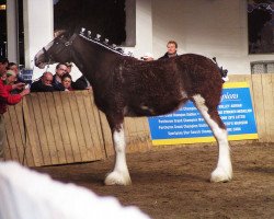 horse Stone Croft Kathleen (Clydesdale, 2009, from Westgate Ring Leader)