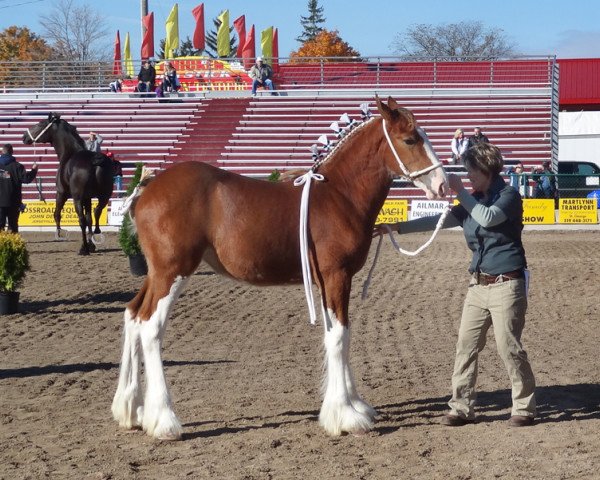 horse Stone Croft Isabella (Clydesdale, 2012, from Kelbrett Ayton William)