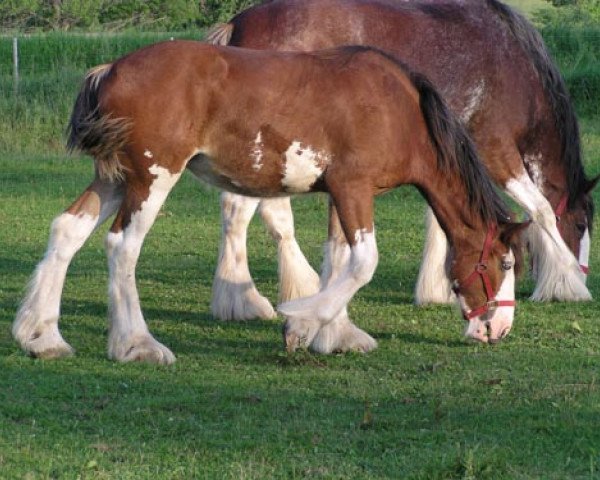 Zuchtstute Stone Croft Ayton Thistle (Clydesdale, 2004, von Ayton Final Achievement)