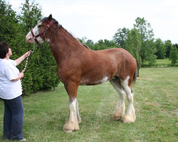 Pferd Stone Croft Ayton Michael (Clydesdale, 2006, von Ayton Final Achievement)