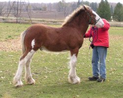 horse Stone Croft Ayton Matt (Clydesdale, 2005, from Ayton Final Achievement)