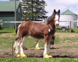 Zuchtstute Stone Croft Ayton Mary (Clydesdale, 2003, von Ayton Final Achievement)