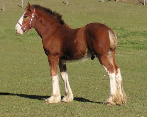 Pferd Stone Croft Ayton Edward (Clydesdale, 2005, von Ayton Final Achievement)