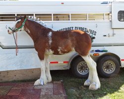 horse Stone Croft Ava (Clydesdale, 2011, from Westgate Ring Leader)