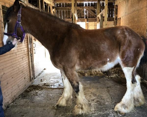 Zuchtstute Starlane Ysbail (Clydesdale, 2009, von Sky Classic 33215)