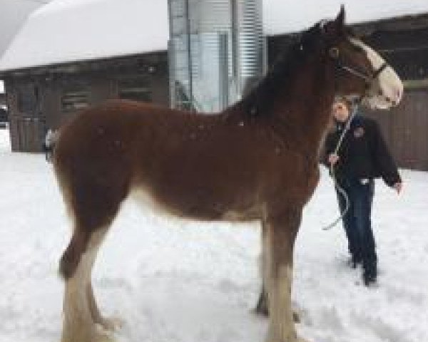 Pferd Stokes' Roxy (Clydesdale, 2016, von Willow Way Houston)