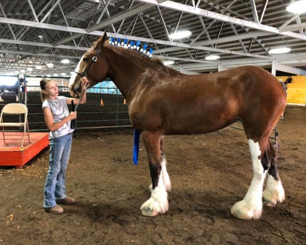 Pferd Still Brooks Waverly (Clydesdale, 2015, von Northumberland Topsman)