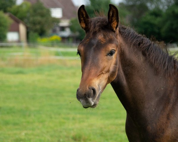 dressage horse Fedl (Hanoverian, 2020, from Fusionist)