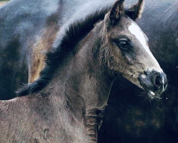 dressage horse Louis (Hanoverian, 2020, from Libertad)