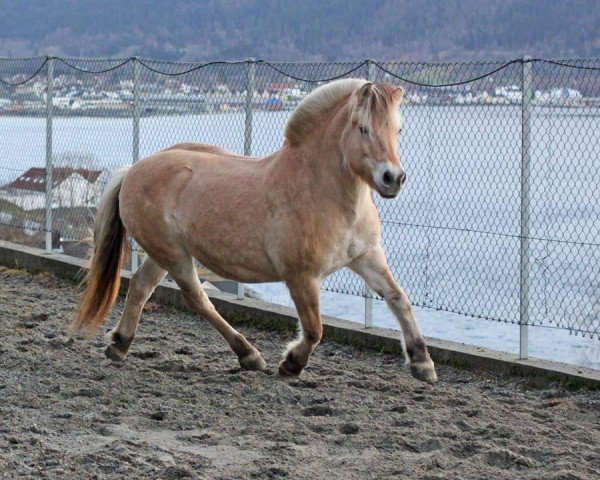 broodmare Mailis (Fjord Horse, 1990, from Sylvstein N.1930)