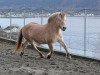 broodmare Mailis (Fjord Horse, 1990, from Sylvstein N.1930)