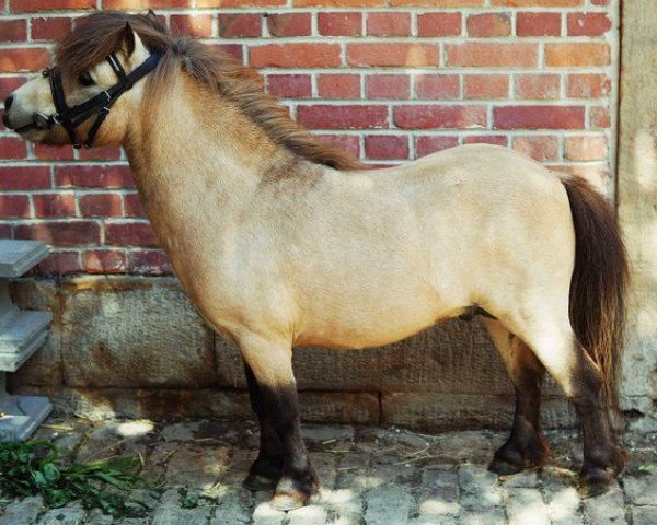 Deckhengst Fleetwood Ley Piano (Shetland Pony (unter 87 cm), 2008, von Fleetwood Ley Poppstar)