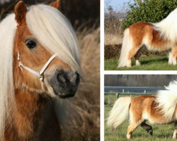 stallion Ricco van de Wijzend (Shetland pony (under 87 cm), 2001, from Hasard van Spuitjesdom)