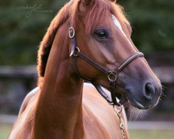 jumper Diva DKG (Holsteiner, 2011, from Legolas)