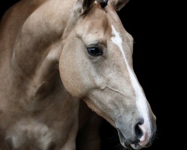 Deckhengst Steendieks Cincinatti (Deutsches Reitpony, 2017, von FS Chambertin)