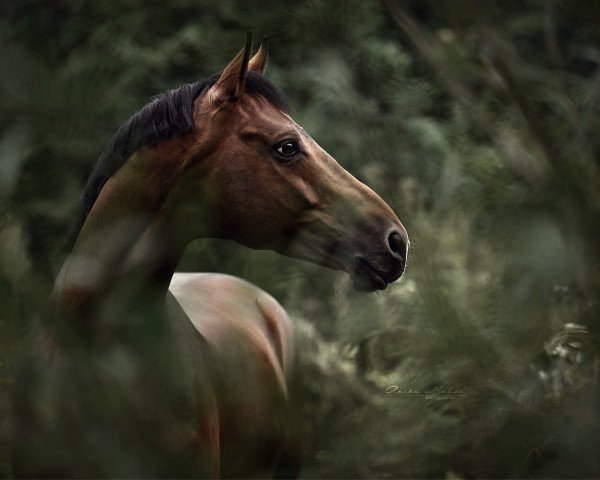dressage horse Heart o' War (German Sport Horse, 2009, from Herzensdieb)