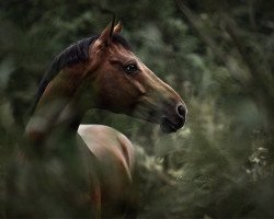 Dressurpferd Heart o' War (Deutsches Sportpferd, 2009, von Herzensdieb)