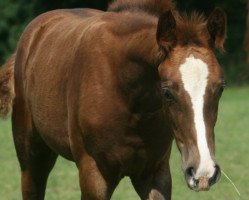 dressage horse Warlia LF (Swedish Warmblood, 2017, from Sibelius 1315)