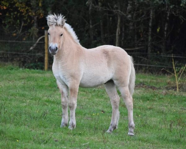 Pferd Winston van de Bilterhoeve (Fjordpferd, 2020, von Kastanjegårdens Hannibal)