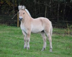 Pferd Winston van de Bilterhoeve (Fjordpferd, 2020, von Kastanjegårdens Hannibal)