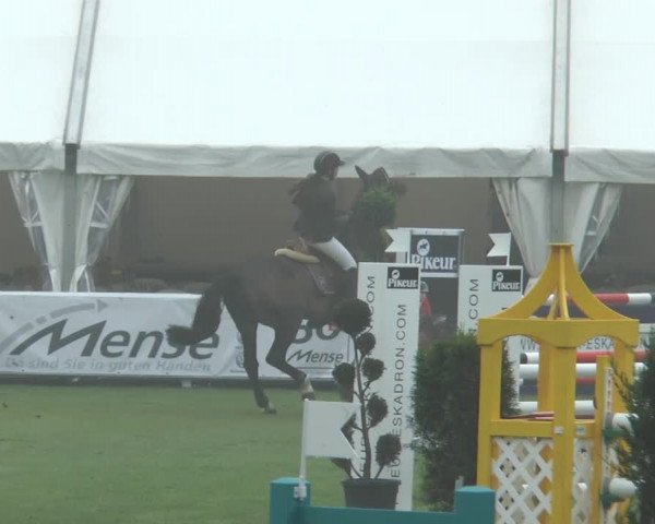 FEI Reitturnier Steinhagen (GER) 2014