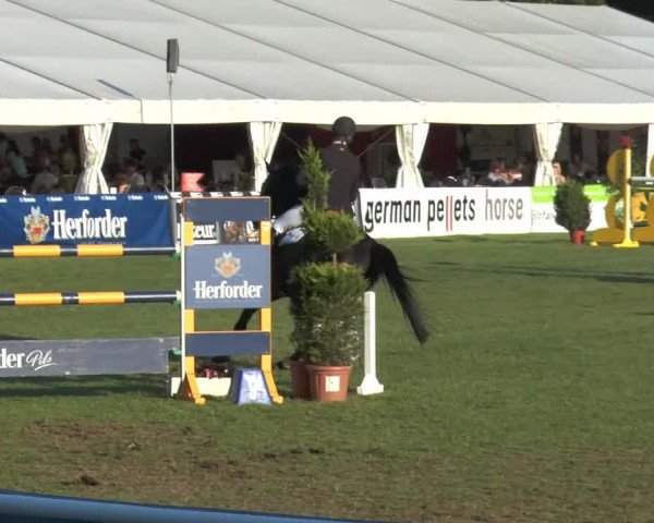FEI Reitturnier Steinhagen (GER) 2014