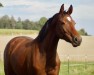 jumper Peaches (German Sport Horse, 2018, from Tiefenhofs Cacun)