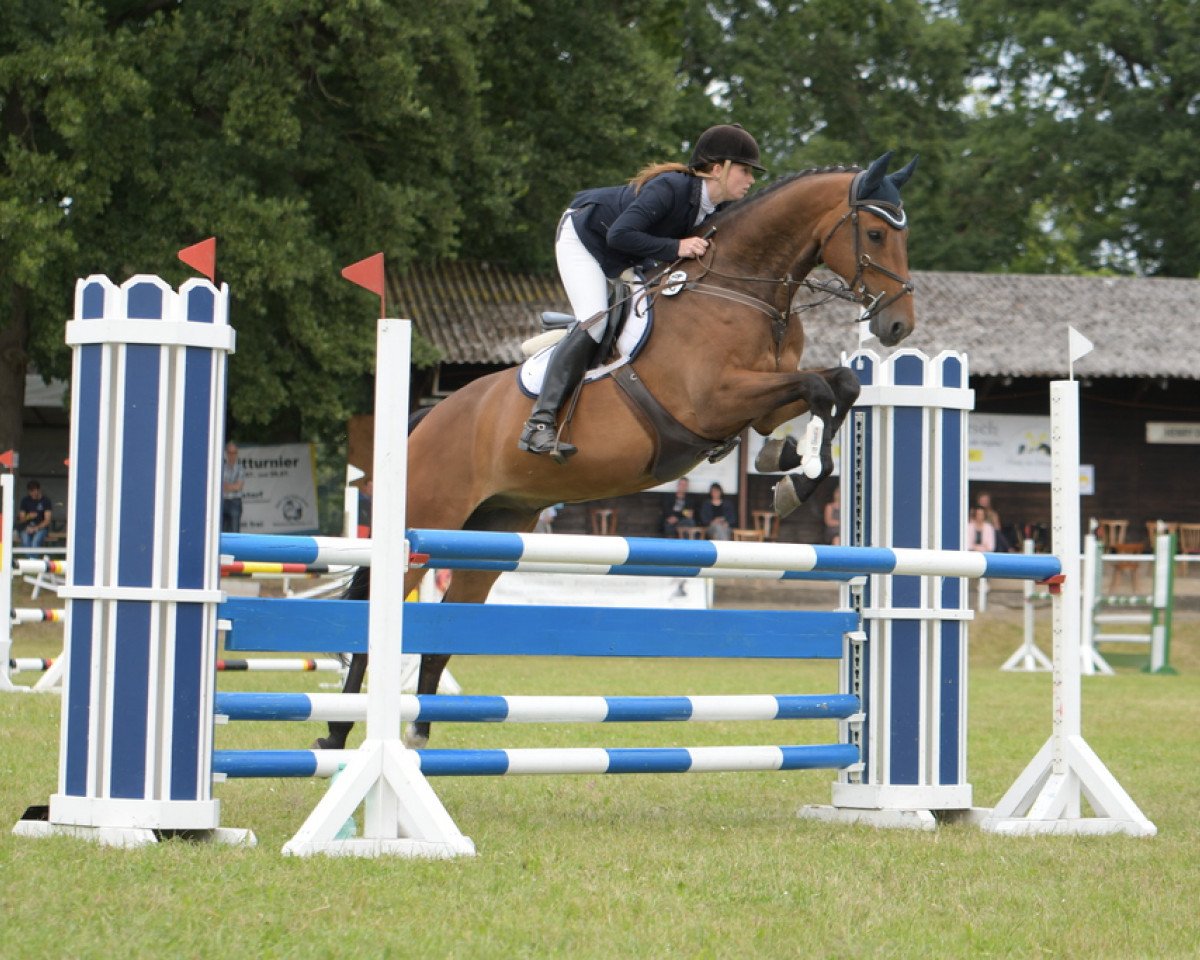 jumper Count On Me 17 (Holsteiner, 2013, from Canstakko)