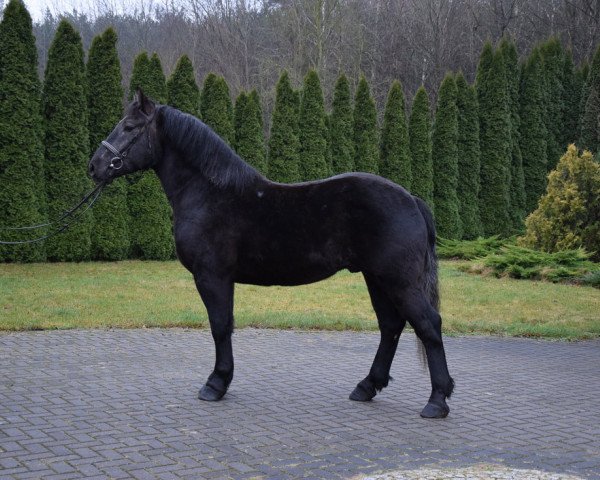 horse Janek (Polish Heavy Draft, 2018)