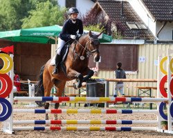 jumper Elaisa Eskada (German Warmblood, 2004, from Exodus)