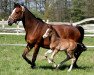 Springpferd Chainsmoker MD (Westfale, 2017, von Christiano)