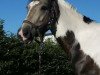 horse Kylemore Beauty (Irish horse, 2010, from Unbekannt IR)