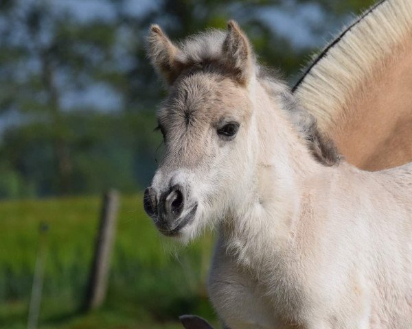 Pferd Valucia van de Bilterhoeve (Fjordpferd, 2019, von Drafur)