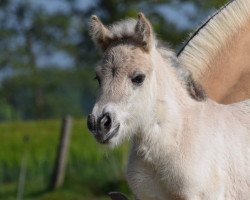 Pferd Valucia van de Bilterhoeve (Fjordpferd, 2019, von Drafur)