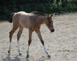 horse Sweet Summer Magic (Paint Horse, 2019, from Magic On Ice)