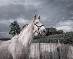 horse Palmsprings (Westphalian, 2001, from Prinz Segelhorst)