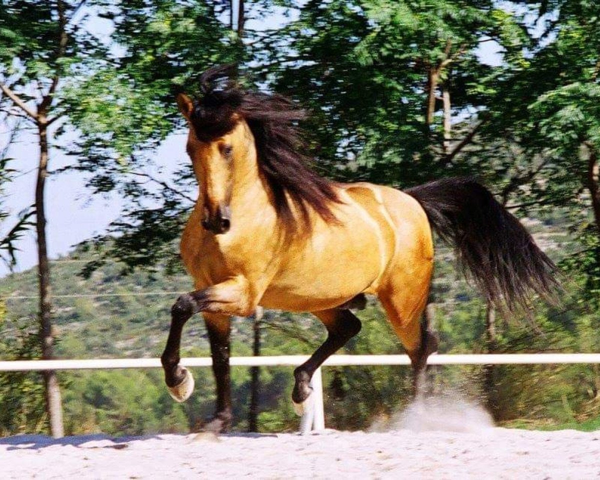 stallion Pegaso IV (Pura Raza Espanola (PRE), 1992, from Bizarro XIII)