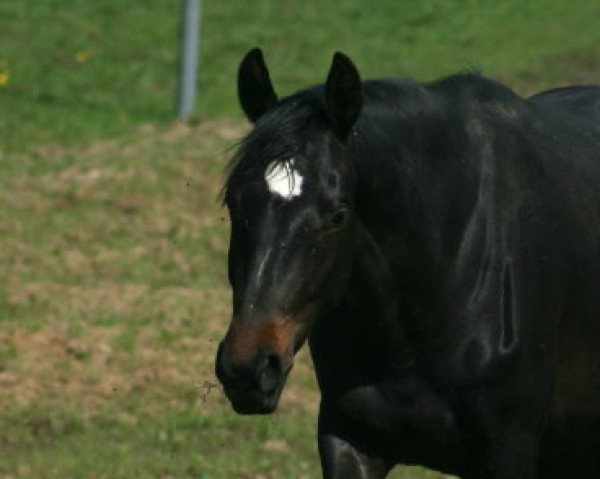 dressage horse Wild Wonder (Oldenburg, 2015, from Dynamo 20)