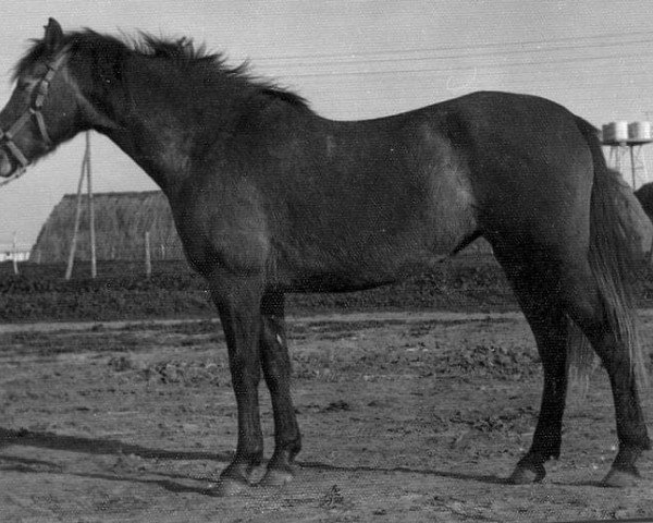 broodmare Keberes (Pura Raza Espanola (PRE), 1969, from Agente)