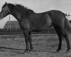 broodmare Keberes (Pura Raza Espanola (PRE), 1969, from Agente)