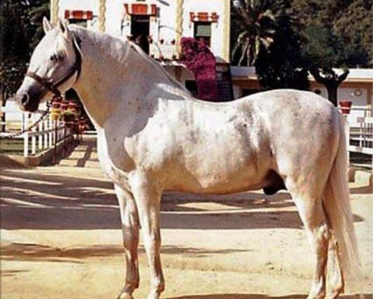 Deckhengst Dergano (Pura Raza Espanola (PRE), 1984, von Mejicano XIV)