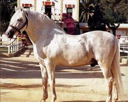 stallion Dergano (Pura Raza Espanola (PRE), 1984, from Mejicano XIV)