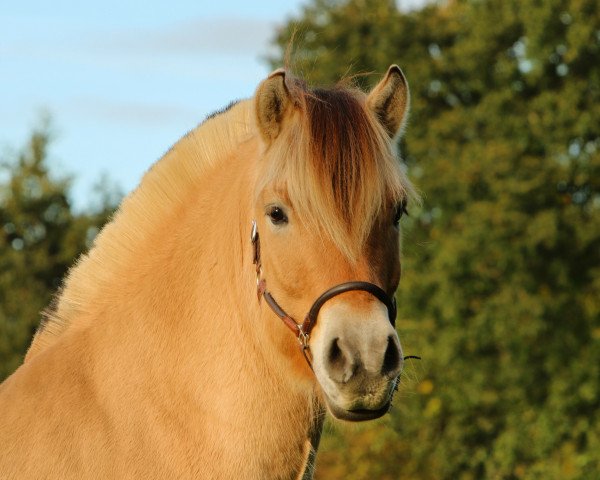 Pferd Mjelle (Fjordpferd, 2016, von Bren)